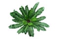 Top view of rare tropical foliage houseplant BirdÃ¢â¬â¢s nest fern Ã¢â¬ËCobraÃ¢â¬â¢ or Cobra plant Asplenium nidus with pleated or wavy